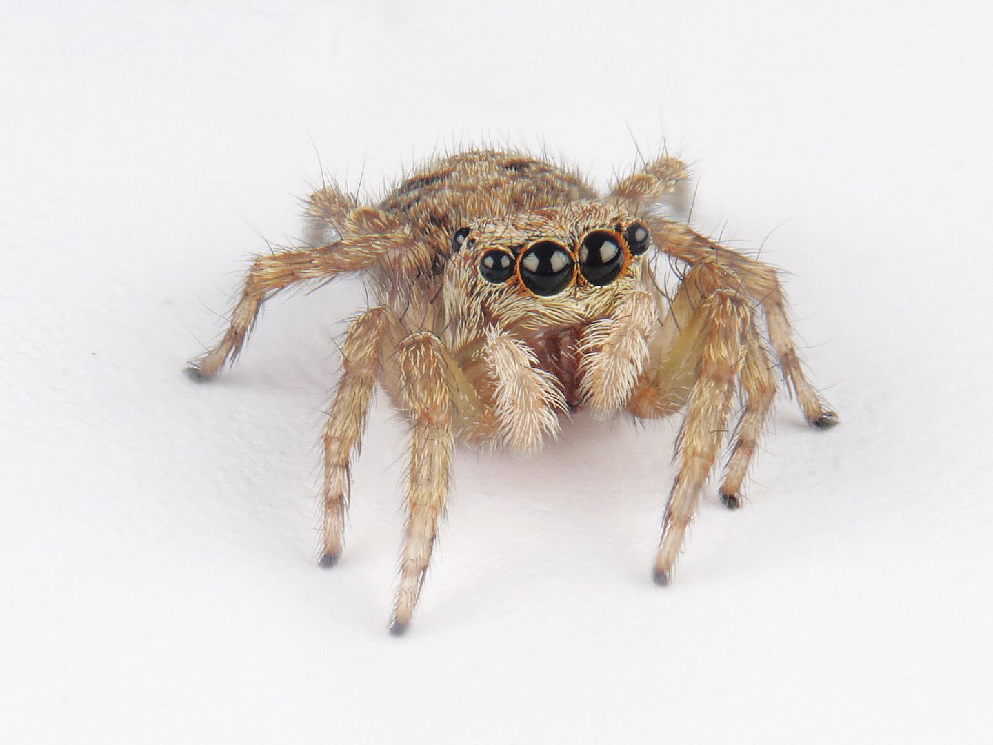 Salticidae:  Pseudeuophrys sp.